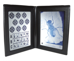 Wirt Stereoscopic Fly Test (+ polarized frame) 1